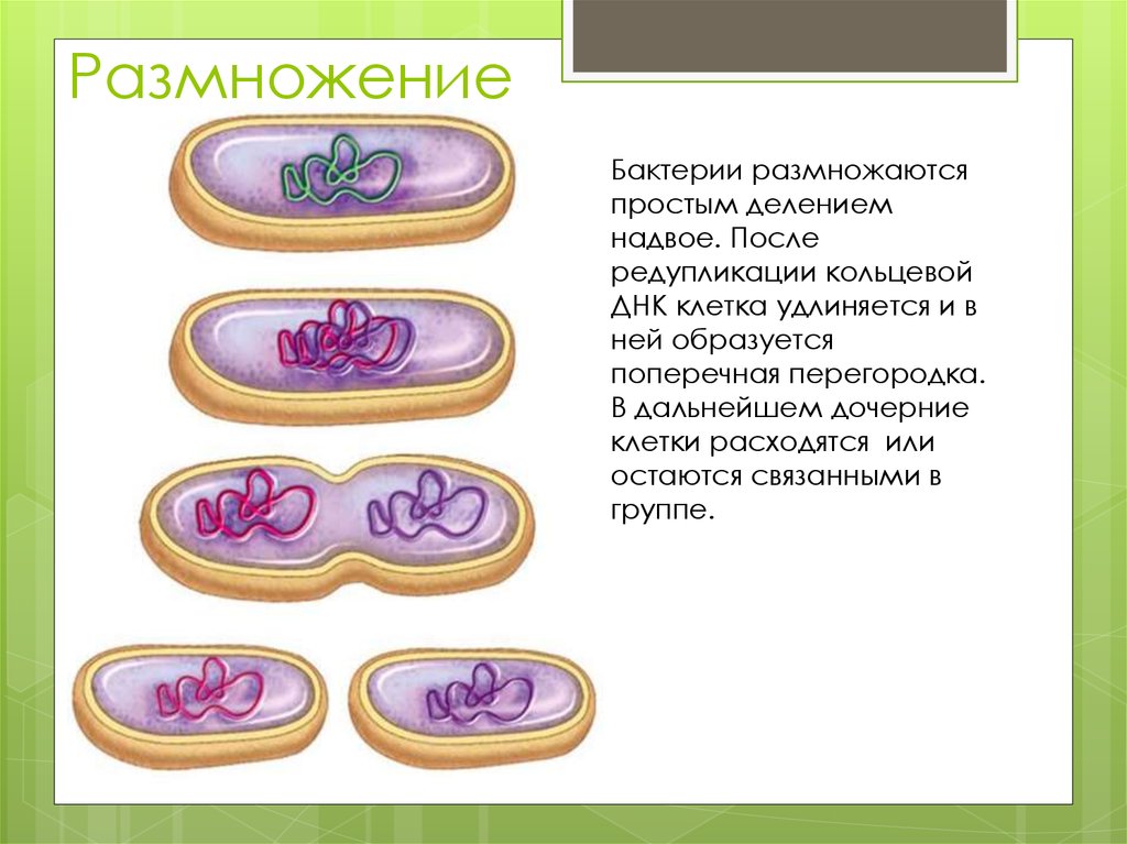 Включения прокариотической клетки. Размножение прокариотических клеток. Деление прокариотической клетки. Бактерии доядерные организмы общая характеристика бактерий