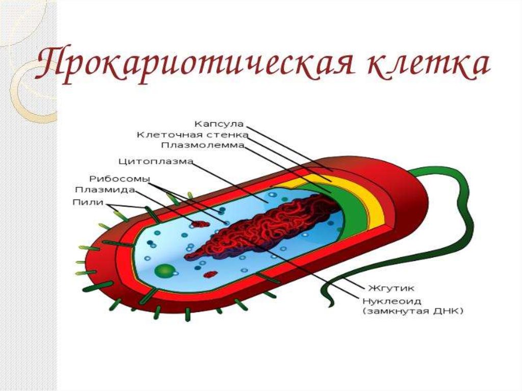 Прокариоты где. Строение клетки Прокариотическая клетка. Состав прокариотической клетки. Схема строение прокариотических клеток. Строение прокариотической прокариотической клетки.