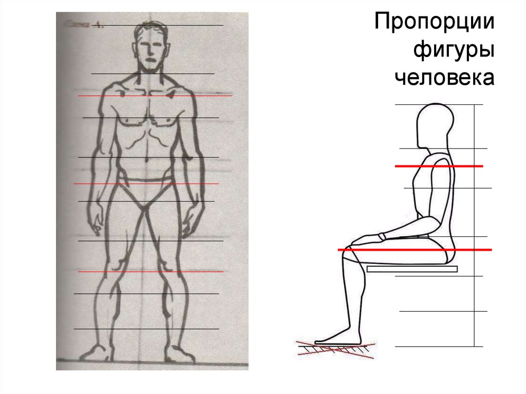 Пропорции фигуры