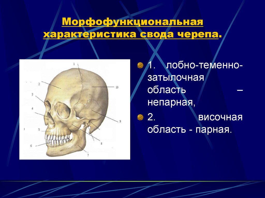 Свод черепа анатомия картинки