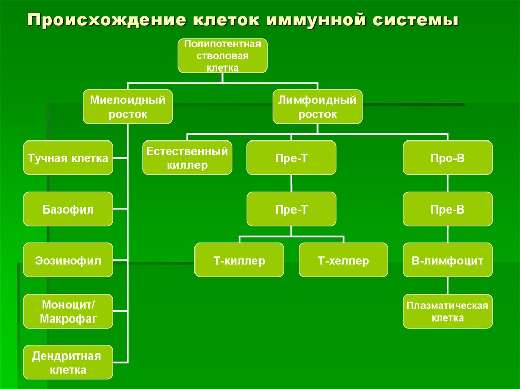 Происхождение клетки. Основные клеточные популяции иммунной системы. Происхождение иммунных клеток. Происхождение иммунокомпетентных клеток.