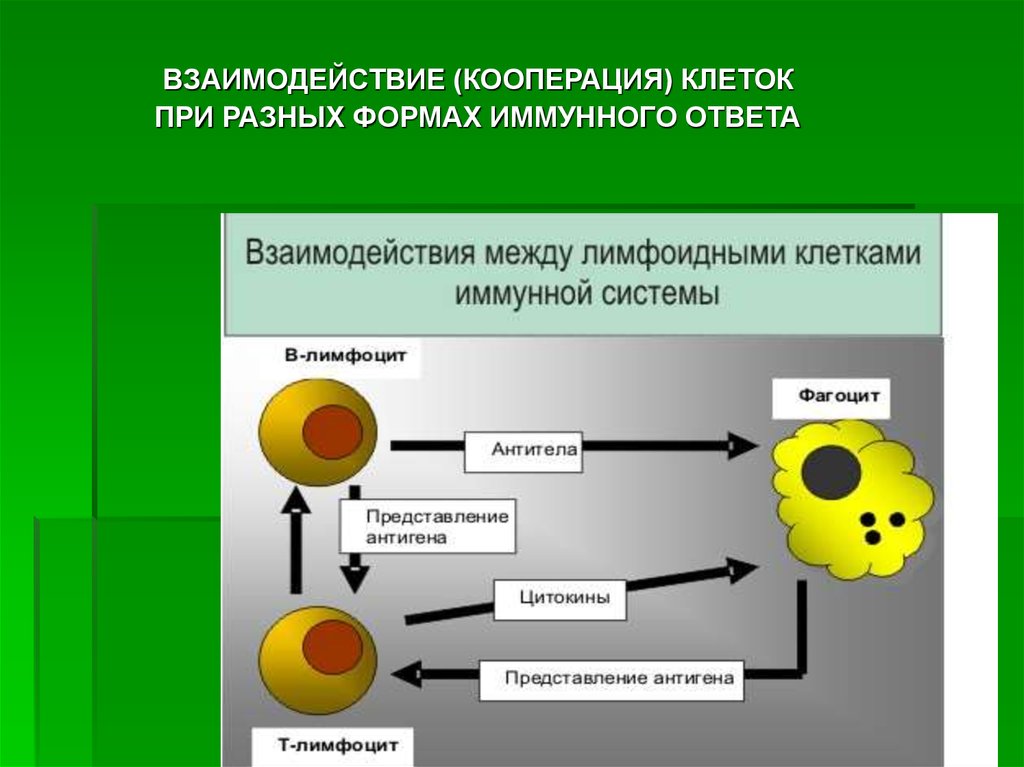 Действия клетки