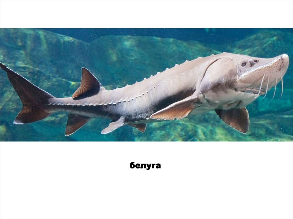 белуга