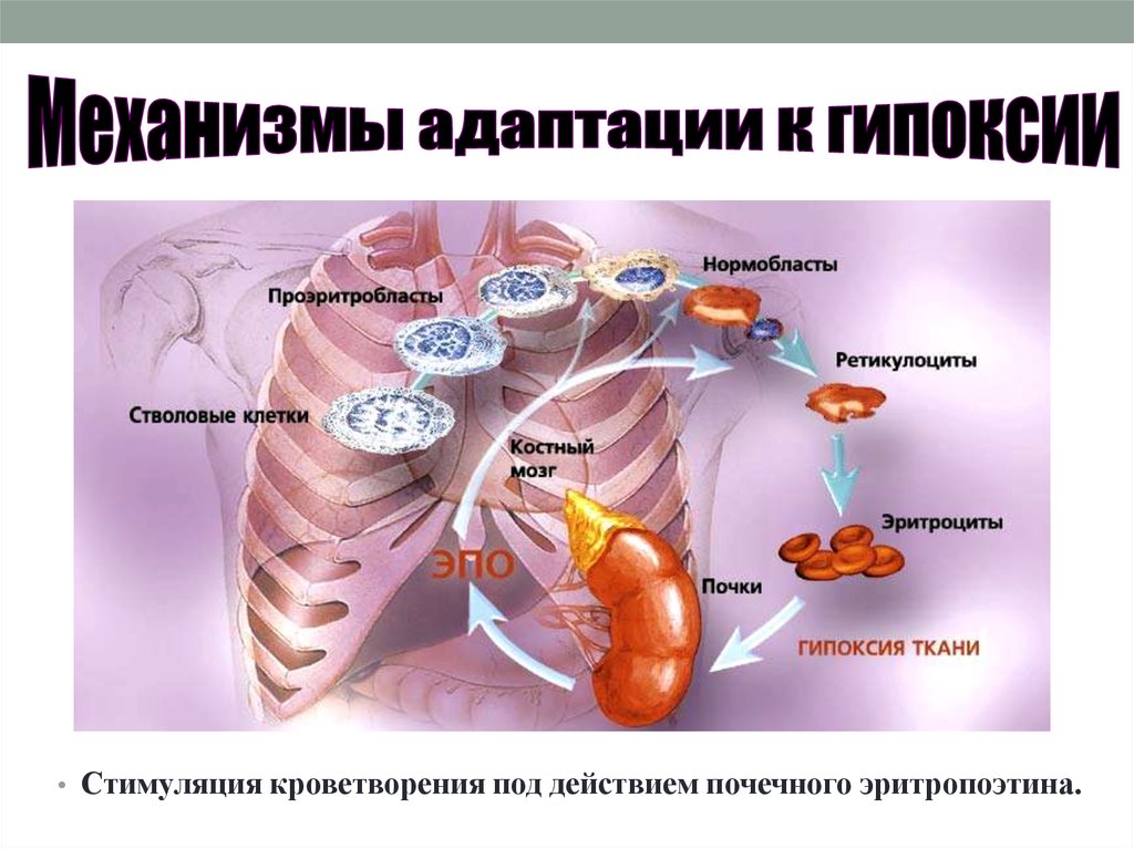 Наиболее чувствительна к гипоксии