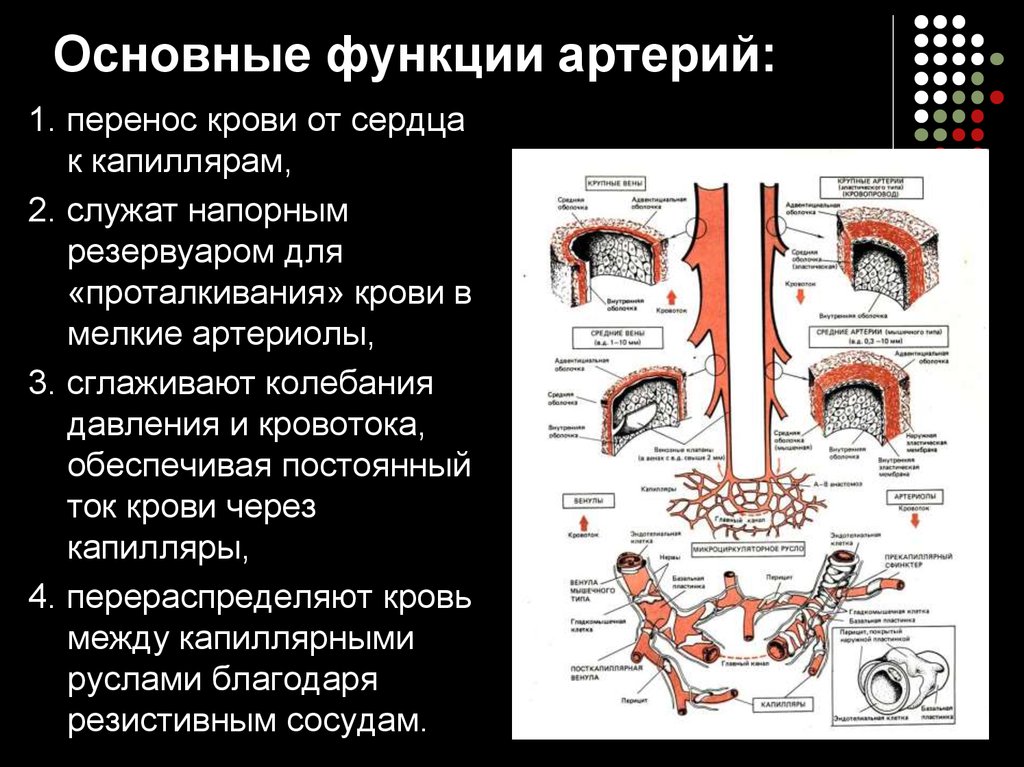 Особенности строения артерий вен. Функции разных видов кровеносных сосудов физиология. Артерии вены капилляры функции. Основные функции капилляров. Сосуды структура и функции.