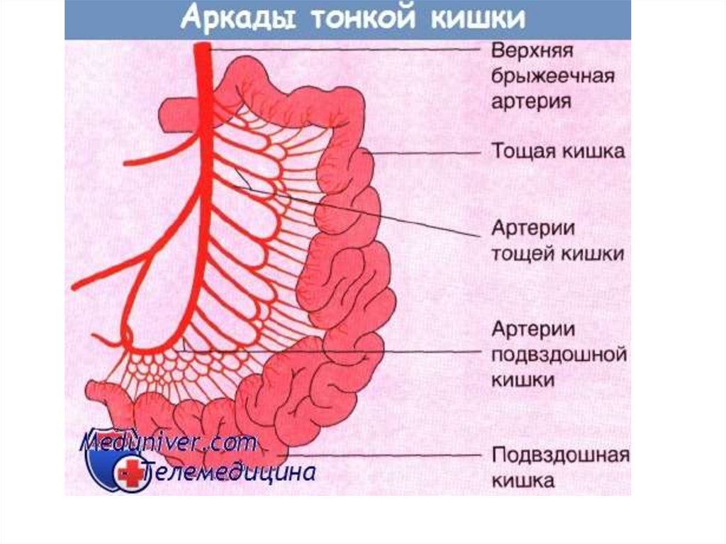 Топографическая анатомия тонкой кишки презентация