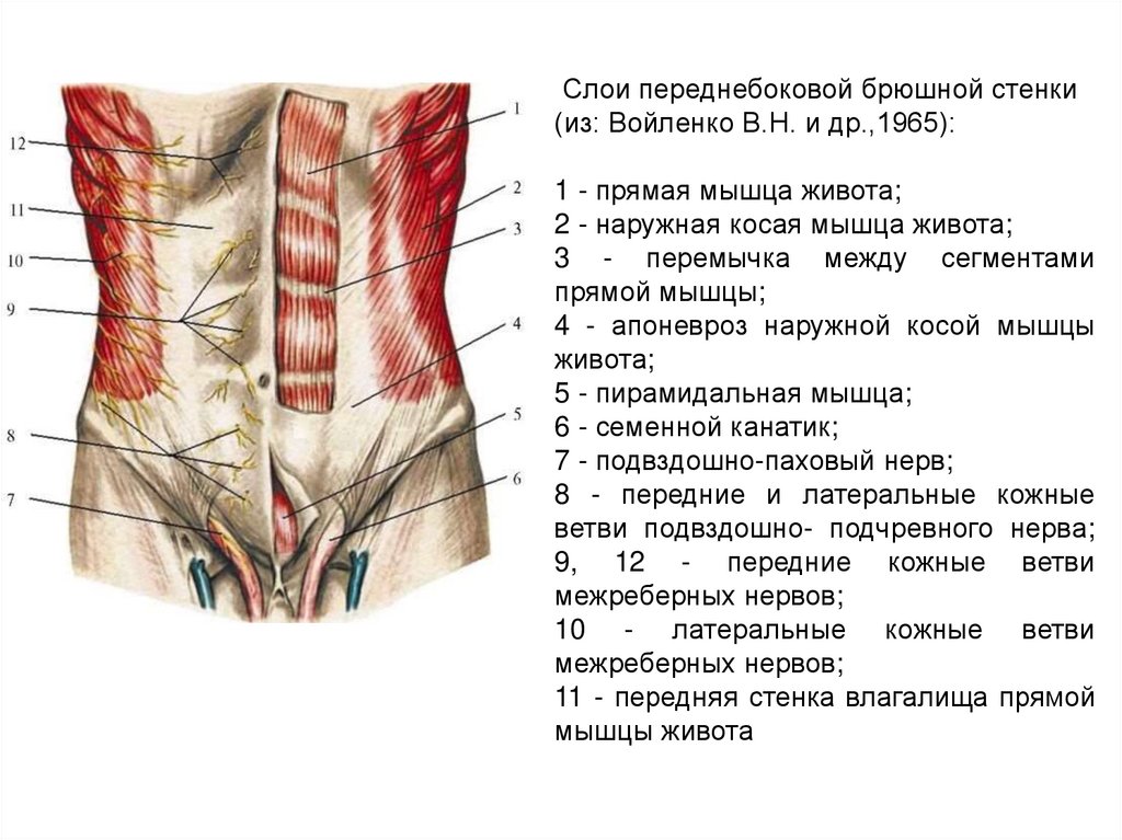 Боль брюшной стенки живота. Переднебоковая стенка живота мышцы. Топография переднебоковой брюшной стенки. Анатомия передней брюшной стенки живота послойно.