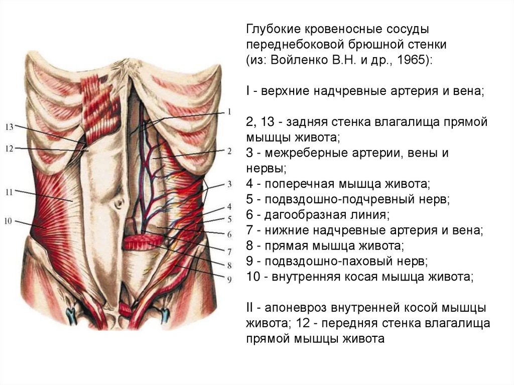 Сосуды передней брюшной стенки