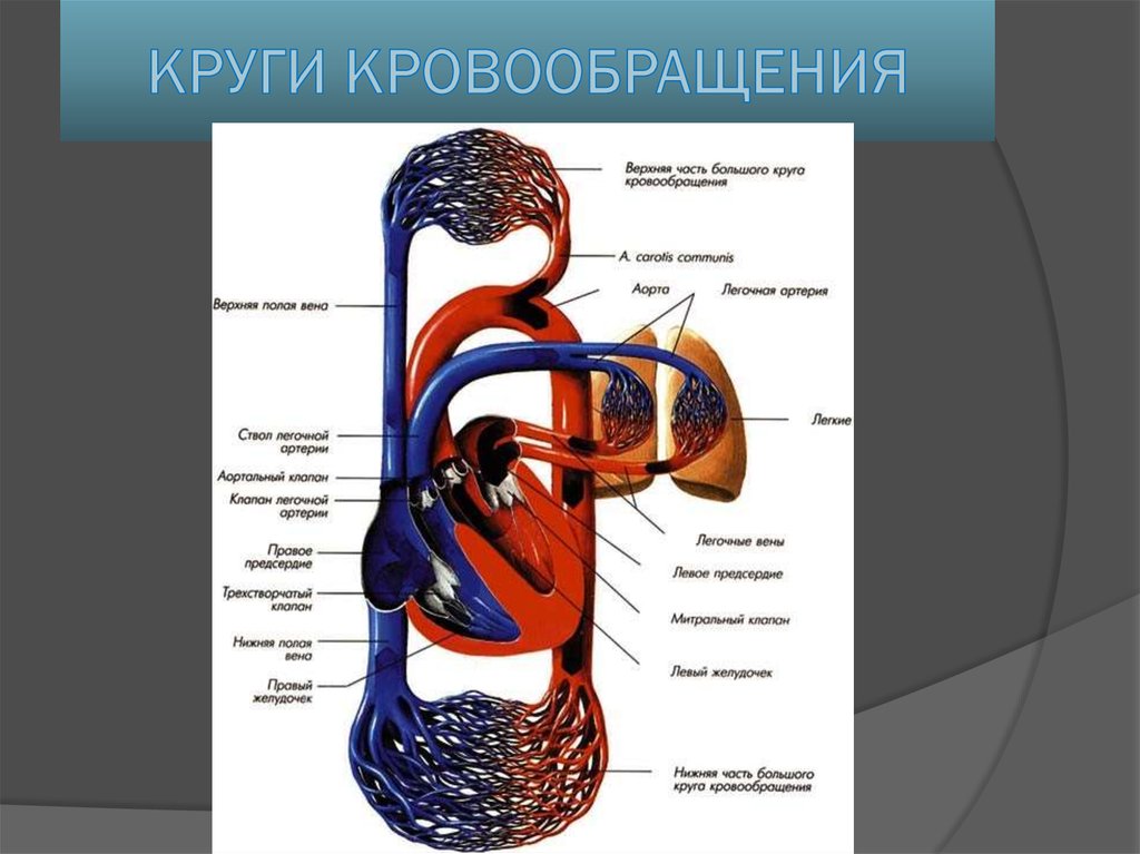 Скорость круга кровообращения. Круги кровообращения. Большой круг кровообращения. Малый круг кровообращения. Круги кровообращения с клапанами.