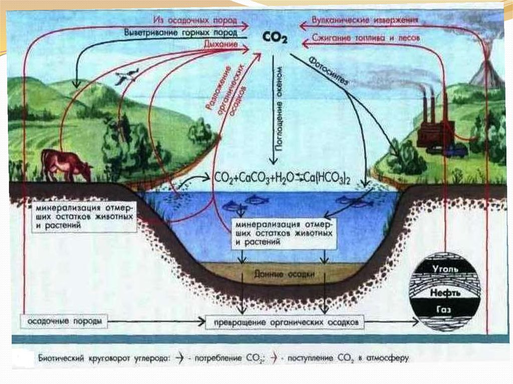 Составьте схемы биогеохимических циклов воды и кислорода