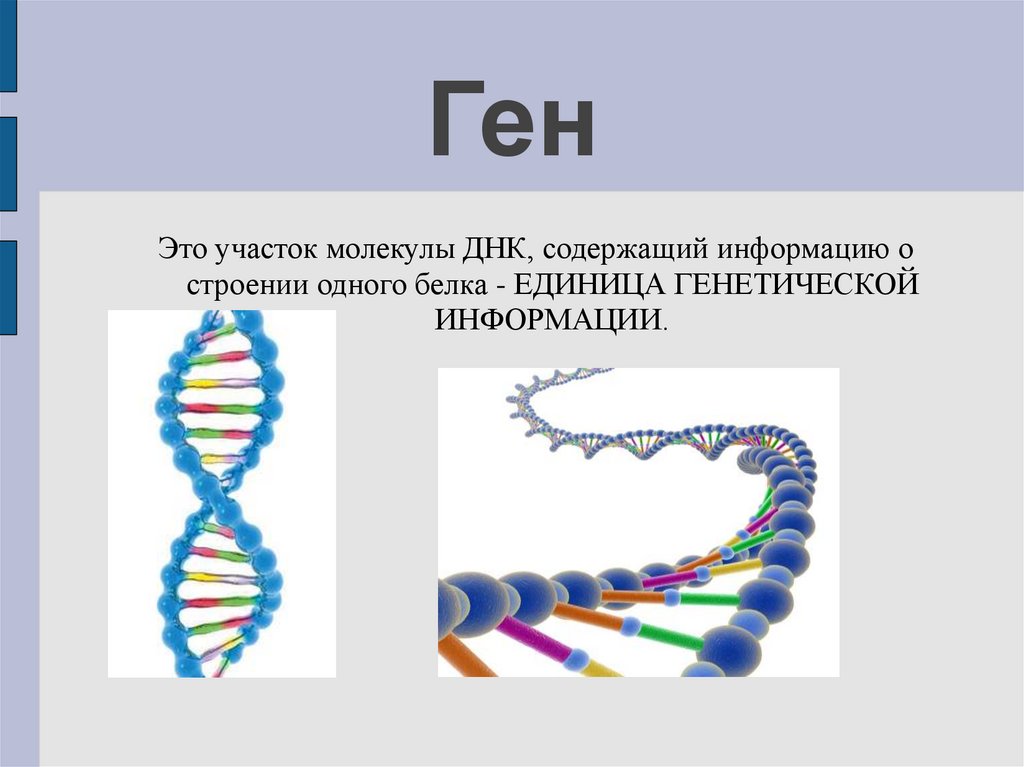 Наследственной информации являются