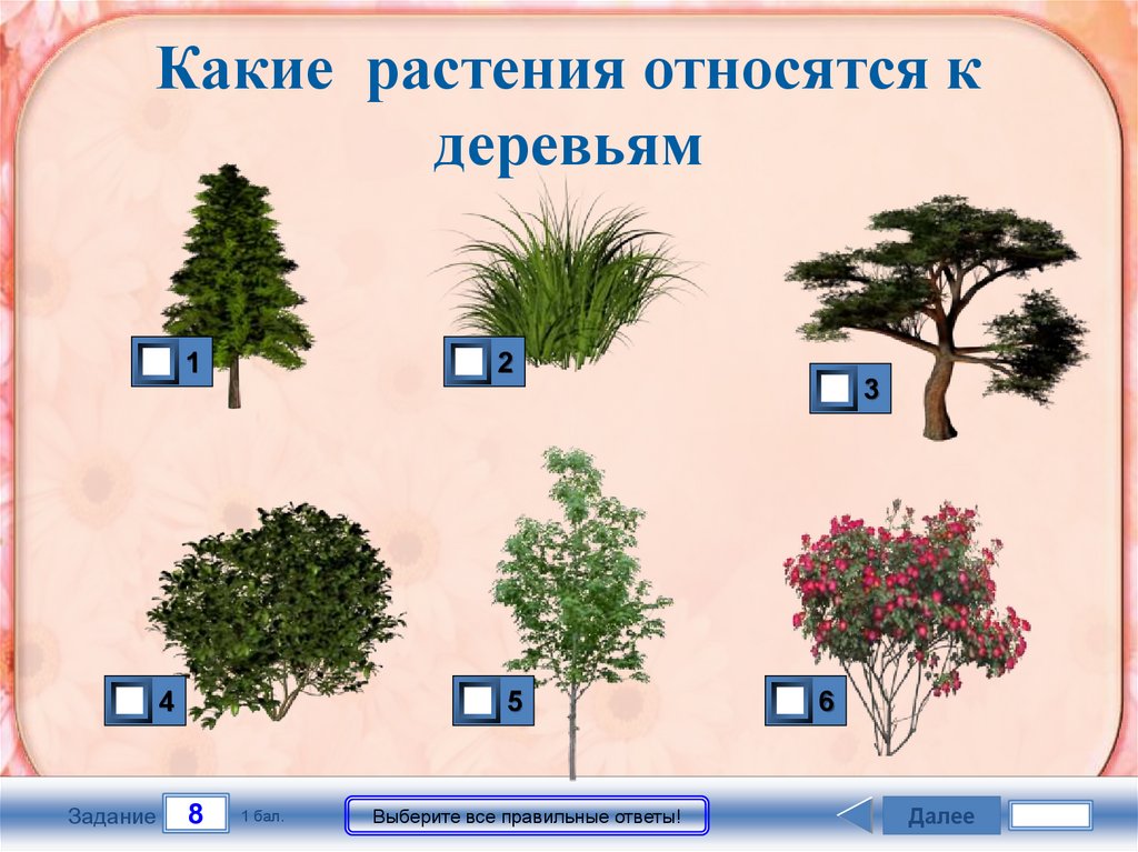 Какое растение относят. Растения которые относятся к деревьям. Дерево является растением. Деревья относятся к растениям. К чему относятся растения.