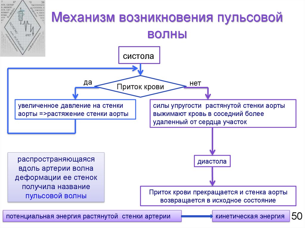 Механические свойства сосудистой стенки