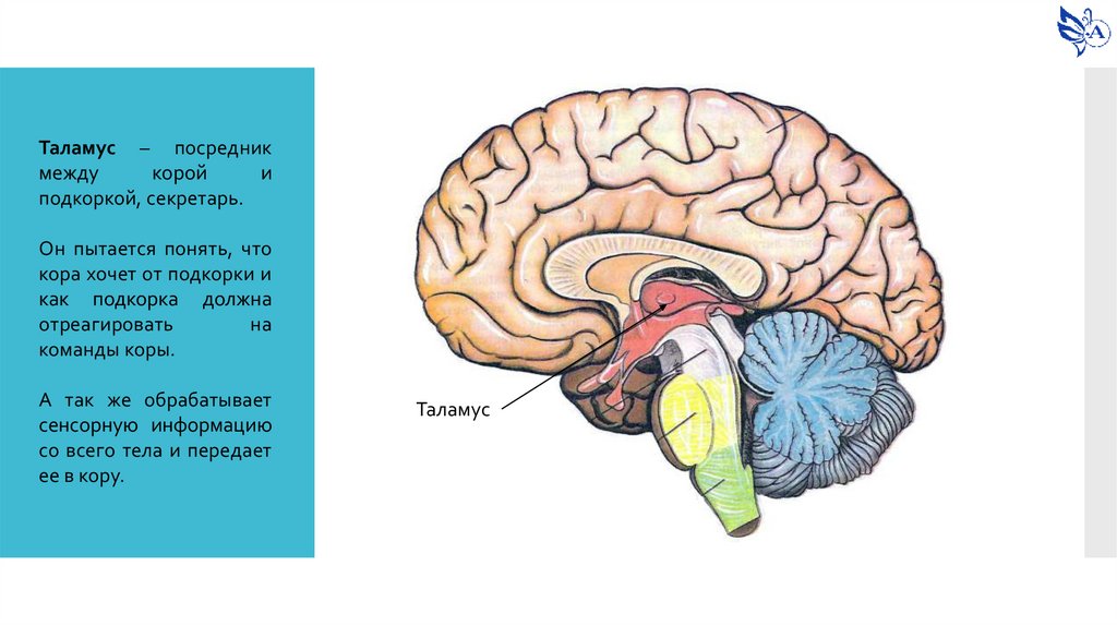Подкорка головного мозга. Язычок головного мозга.