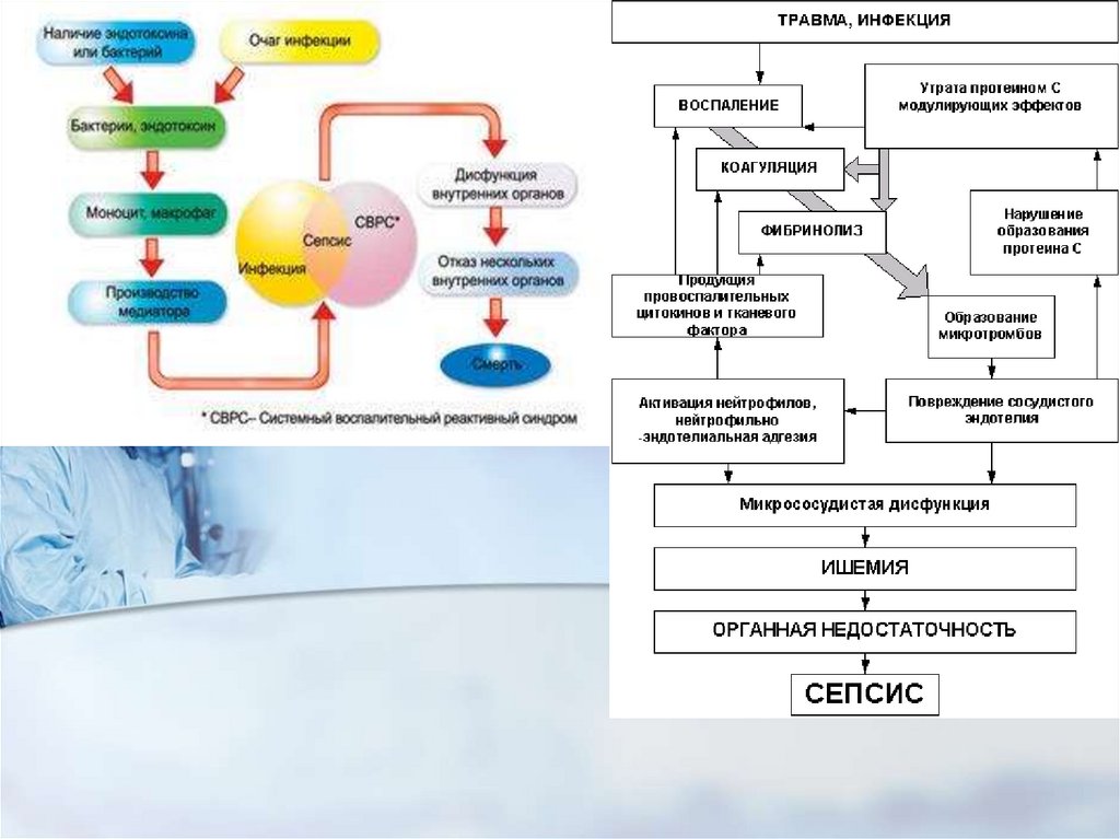 Патогенез сепсиса схема