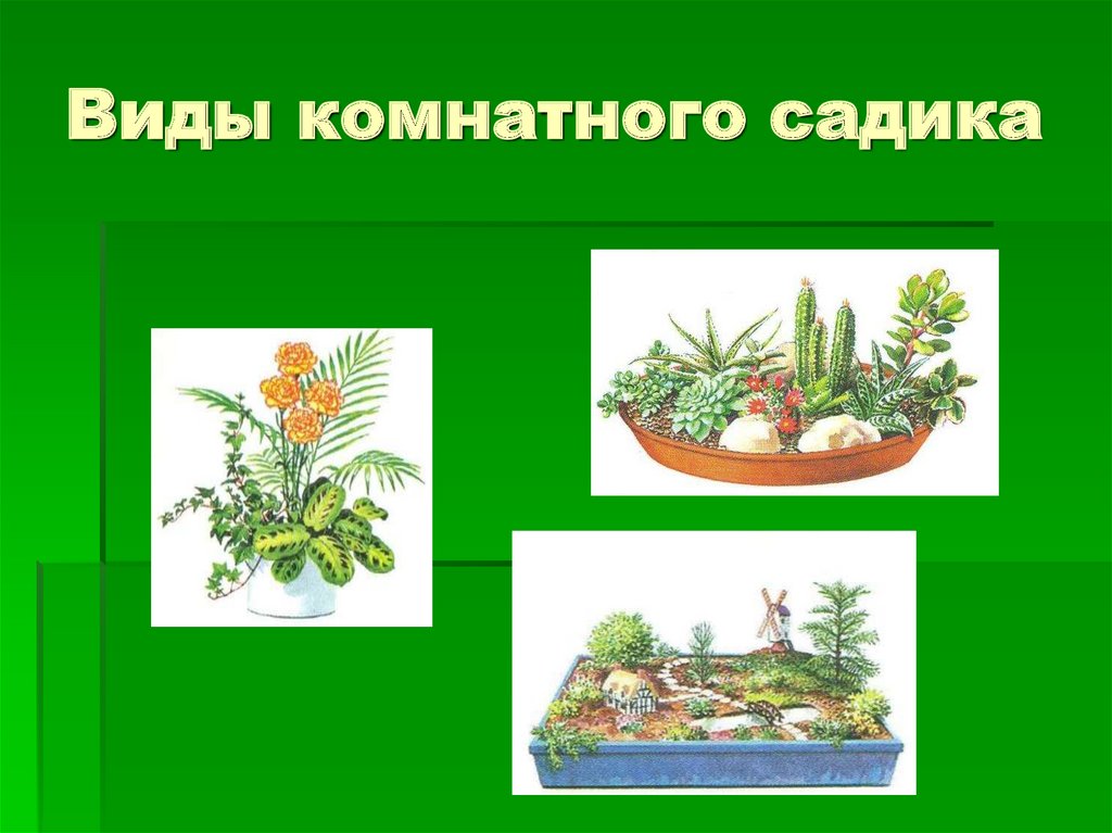 Комнатный садик рисунок