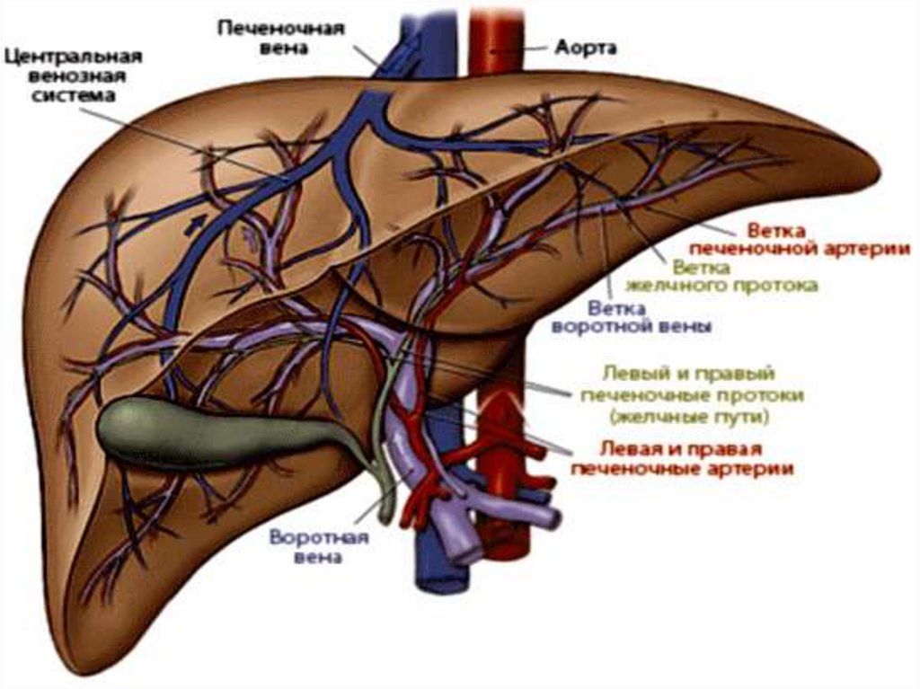 Какая вена в печени. Внутриорганная топография кровеносных сосудов печени. Кровоснабжение печени анатомия воротная Вена. Кровоснабжение желчного пузыря анатомия. Печеночная артерия и воротная Вена.