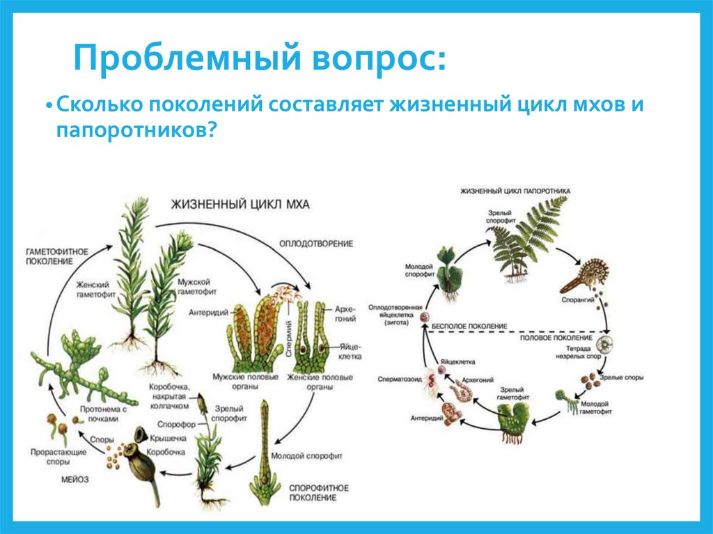 Циклы высших споровых растений