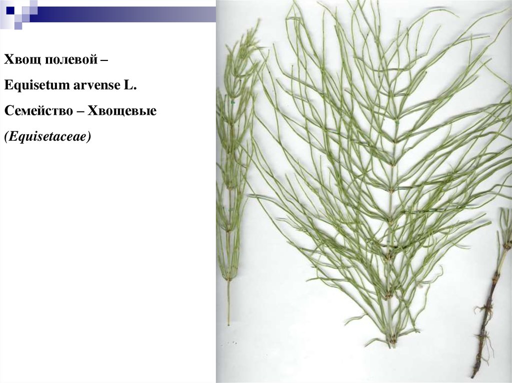 Хвощ полевой группа организмов. Хвощ полевой ботаника. Хвощ полевой и Лесной. Хвощ полевой (Equisetum arvense). Хвощ полевой лекарственное сырье.