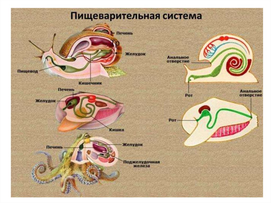 Пищеварительная система брюхоногих. Тип моллюски 7 класс пищеварительная система. Строение пищеварительной системы улитки. Строение пищеварительной системы брюхоногих моллюсков. Рисунок строение пищеварительной системы брюхоногих моллюсков.