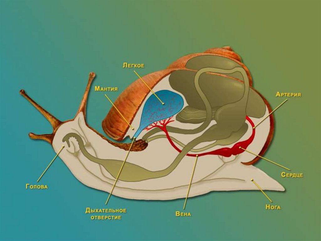 Органы моллюска на рисунке