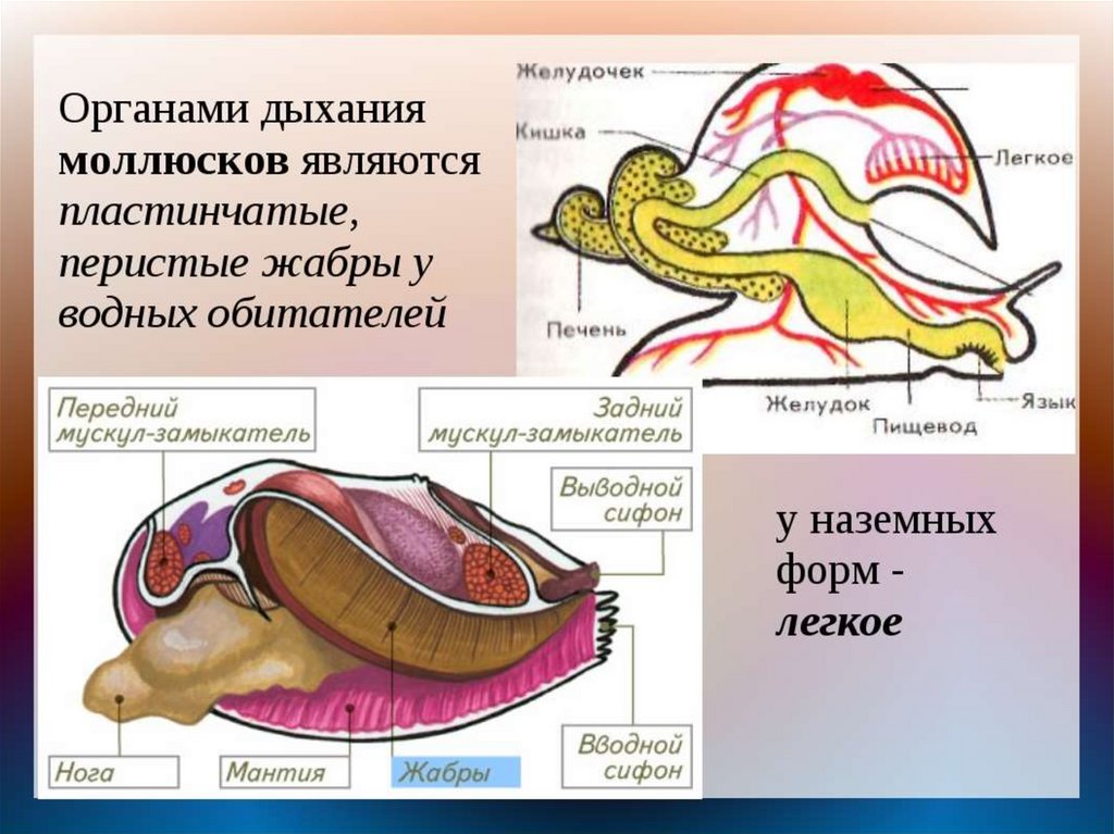 Схема строения легочного моллюска