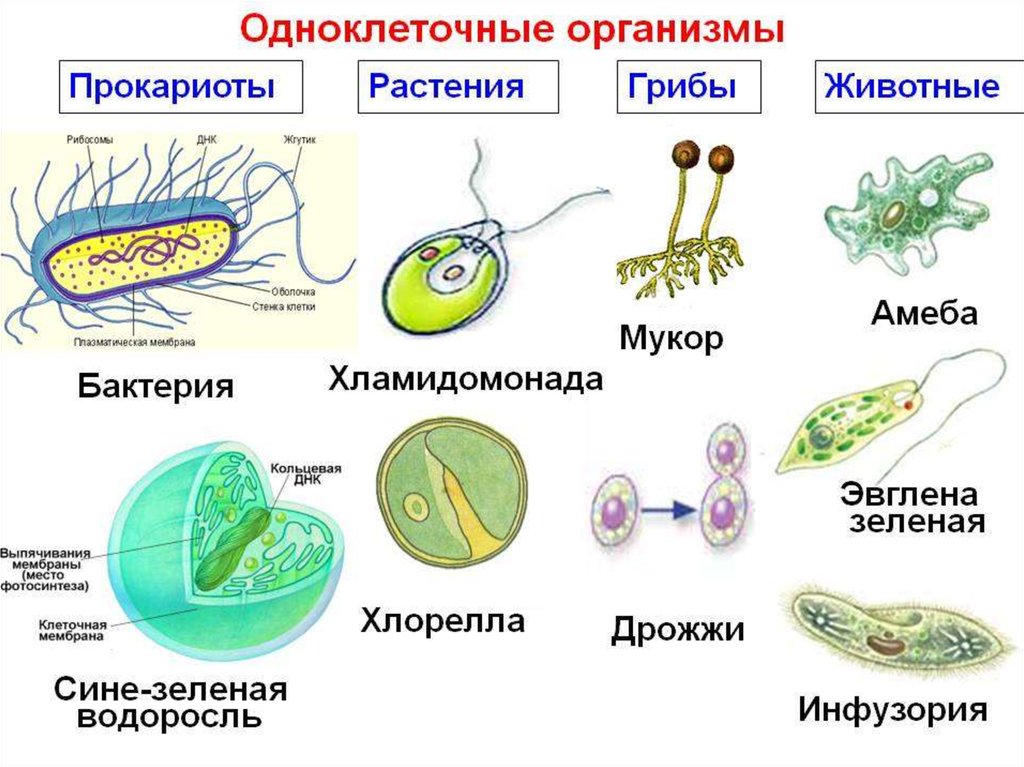 Прокариоты ответ 3. Одноклеточные бактерии простейшие названия. Представители простейших одноклеточных бактерий. Схема одноклеточные эукариоты. Эукариотические одноклеточные микроорганизмы.