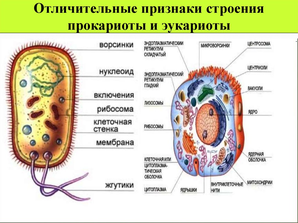 Цитоплазма прокариотическая клетка