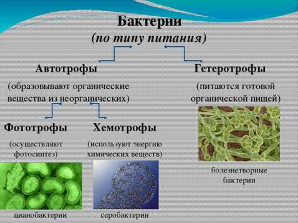 Группы организмов прокариот. Автотрофное питание бактерий. Классификация бактерий автотрофы. Типы питания микроорганизмов автотрофы. Цианобактерии хемотрофы.