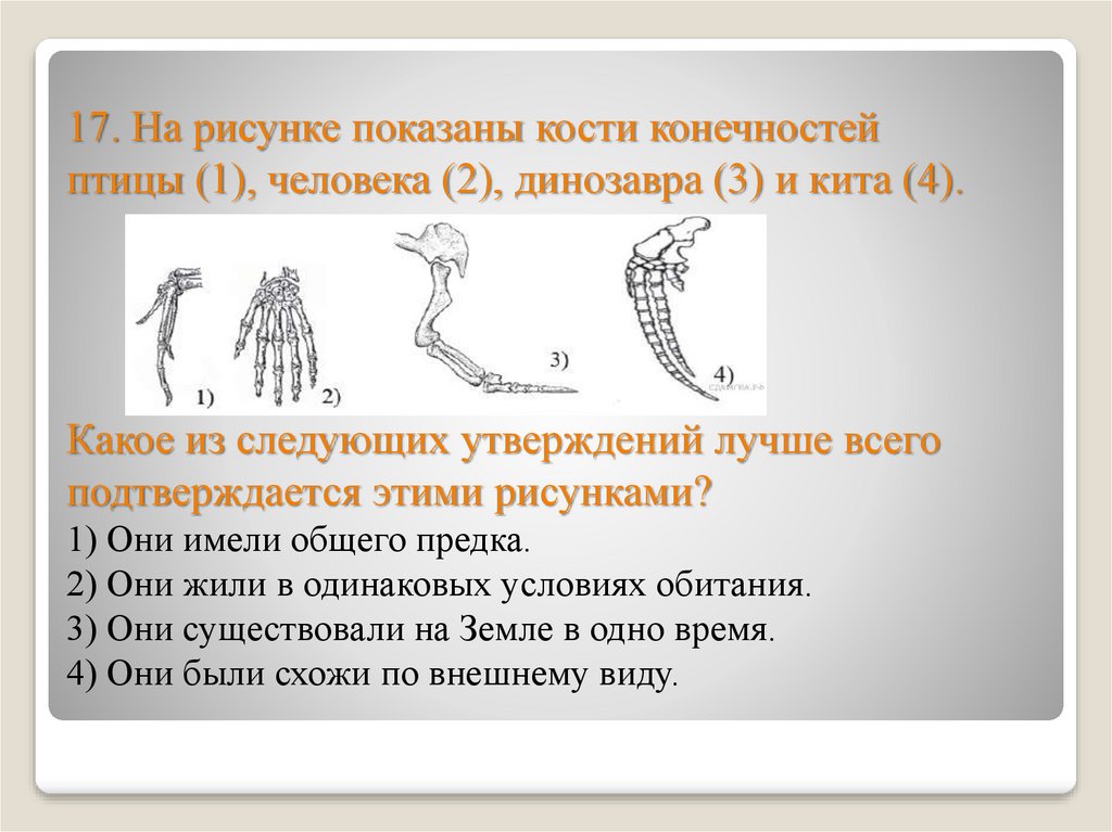 Если у животных встречаются разнообразные конечности изображенные на рисунке