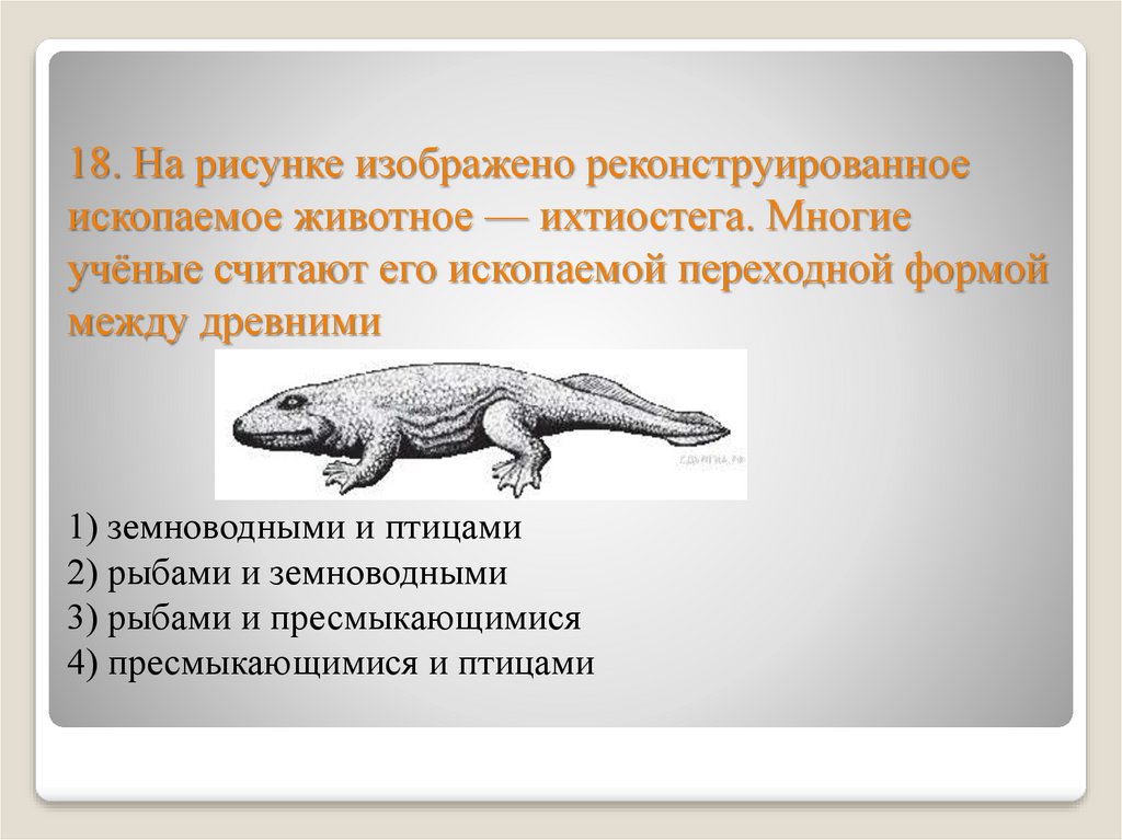 Если у животного мозг изображенный на рисунке то для этого животного вероятнее всего будут