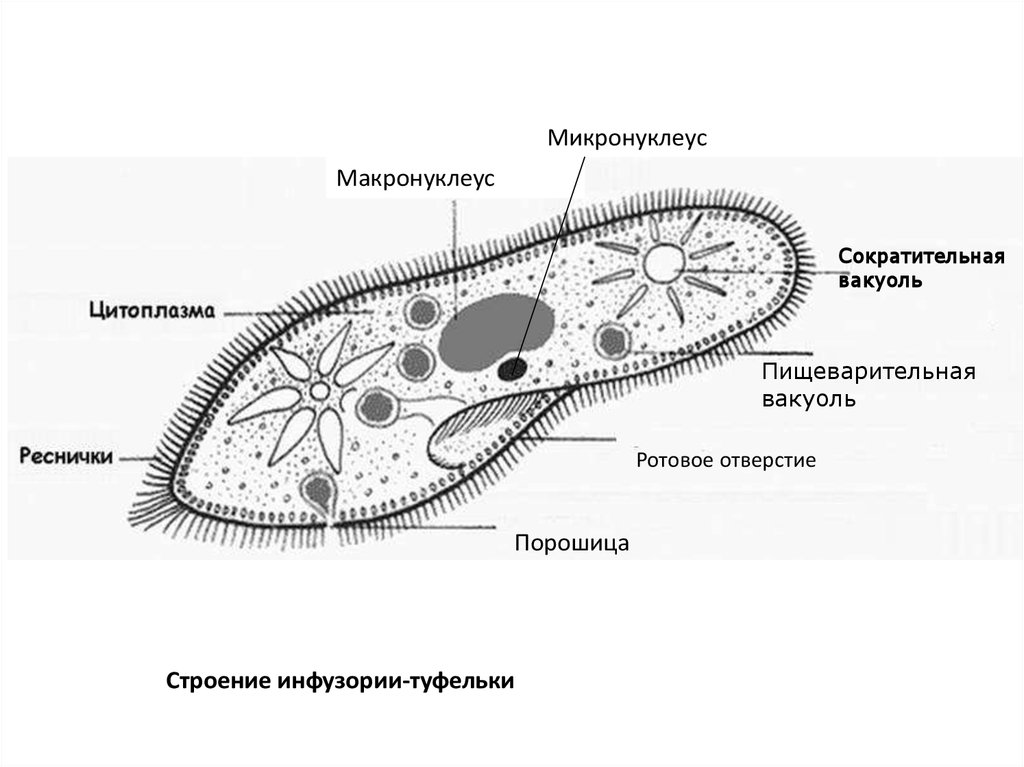 Две сократительные вакуоли. Макронуклеус и микронуклеус. Инфузория туфелька строение. Инфузория туфелька схема строения. Макронуклеус и микронуклеус у инфузории.