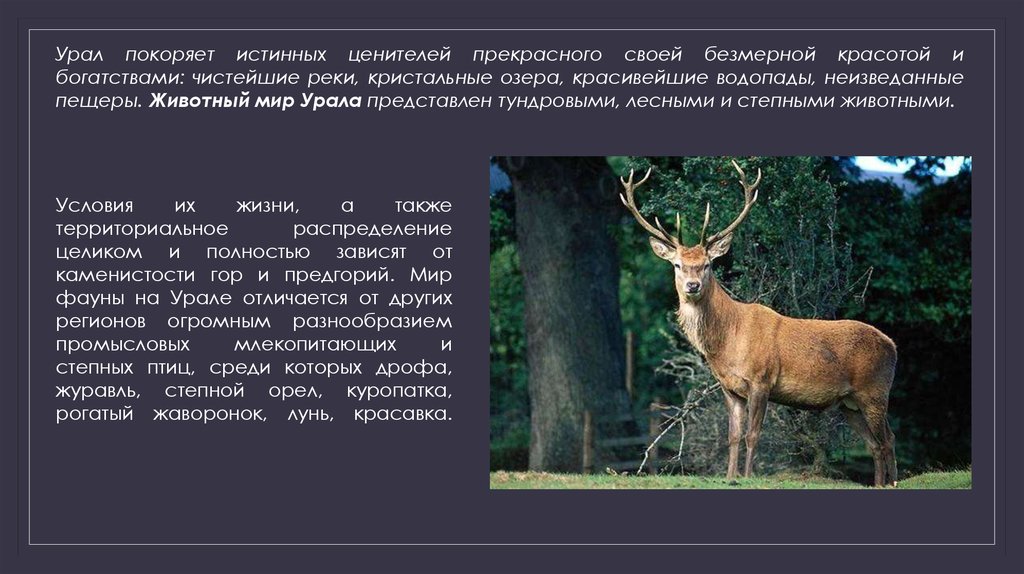 Реферат: Животный мир России