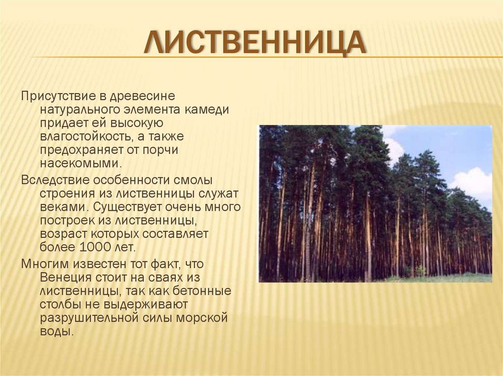 Дерево в жизни человека 1 класс гармония презентация