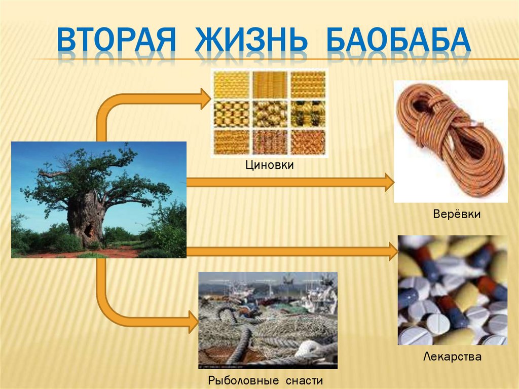 Презентация вторая жизнь дерева. Вторая жизнь дерева.