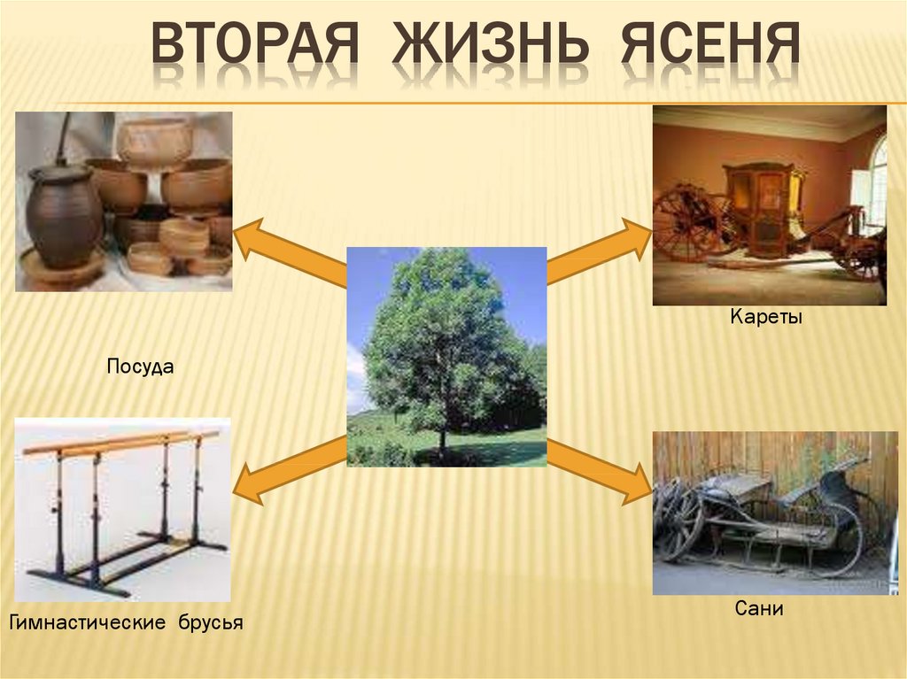 Вторая жизнь дерева презентация