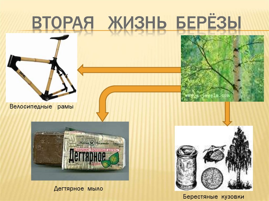 Вторая жизнь дерева презентация