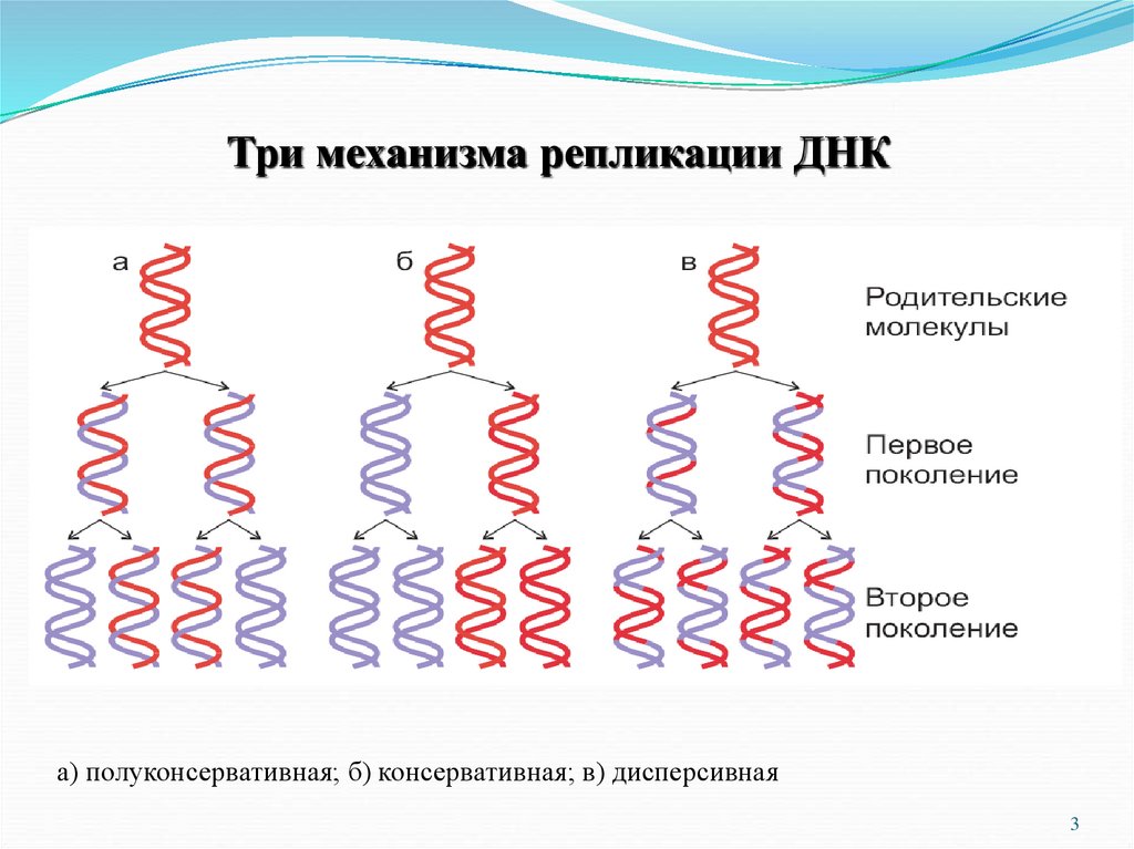 3 этапа репликации. Механизм репликации ДНК схема. Схема 3 этапа репликации. Полуконсервативная репликация ДНК. Консервативный механизм репликации ДНК.