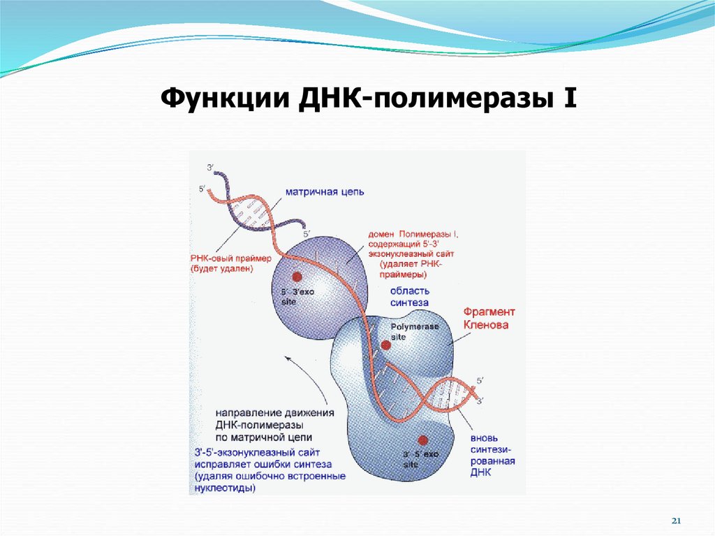 Днк полимераза картинка