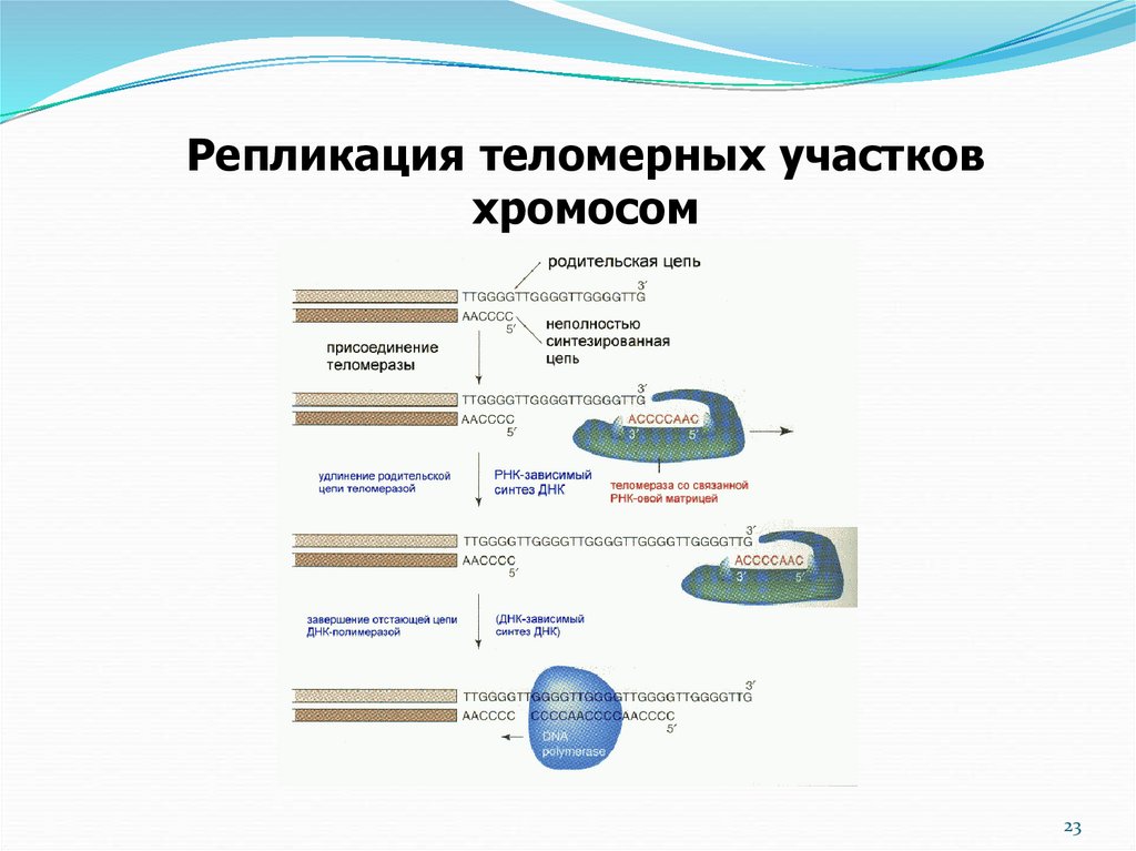 Матрица для процесса репликации. Репликация репарация транскрипция трансляция. Репликация схема биохимия. Репликация теломерных участков. Репликация теломерных участков хромосом.