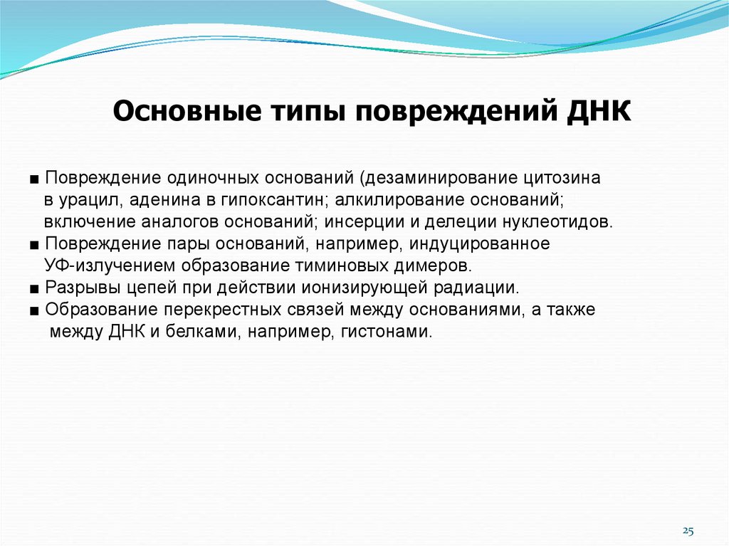 Типы днк. Типы повреждений ДНК. Повреждение одиночных нуклеотидов. Основные виды повреждения ДНК. Типы первичных повреждений ДНК.