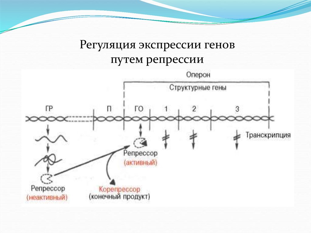 Схема регуляции биосинтеза белка по типу индукции и по типу репрессии