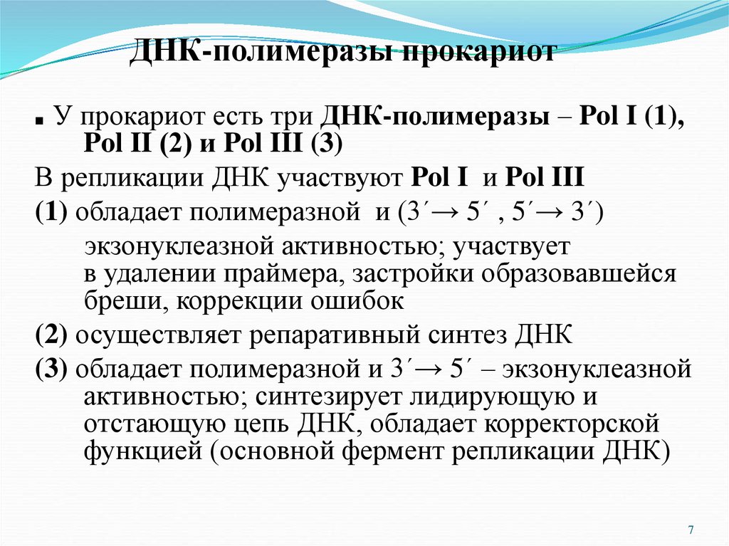 Активности днк полимераз. ДНК полимераза 1 2 3 функции. ДНК полимеразы эукариот и их функции. Типы ДНК полимераз. Типы ДНК полимераз эукариот.