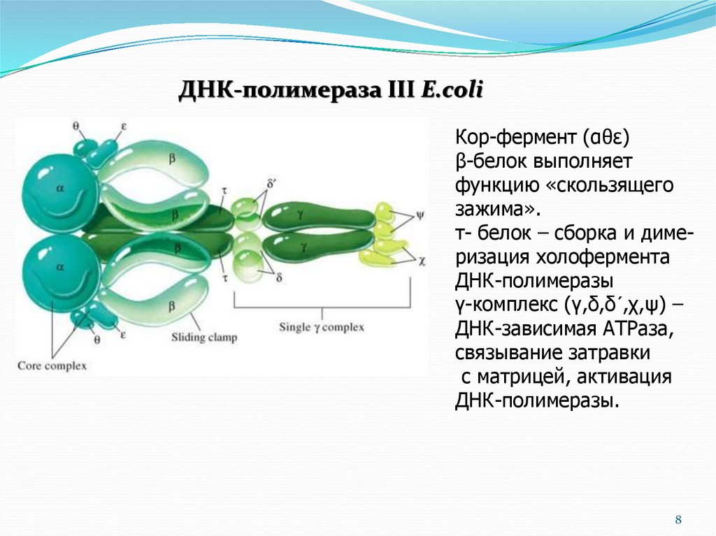 Комплекс днк. Строение ДНК полимеразы 3. Фермент ДНК полимераза 3 функции. ДНК полимеразы в e.coli. Кор фермент функции.