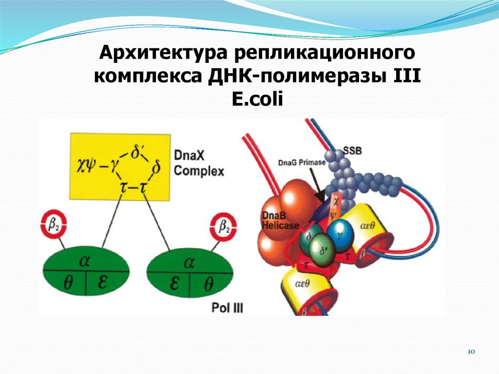 Комплекс днк. Строение ДНК полимеразы 3. Репликационный комплекс. Матричные биосинтезы. Трансляция ДНК полимераза.