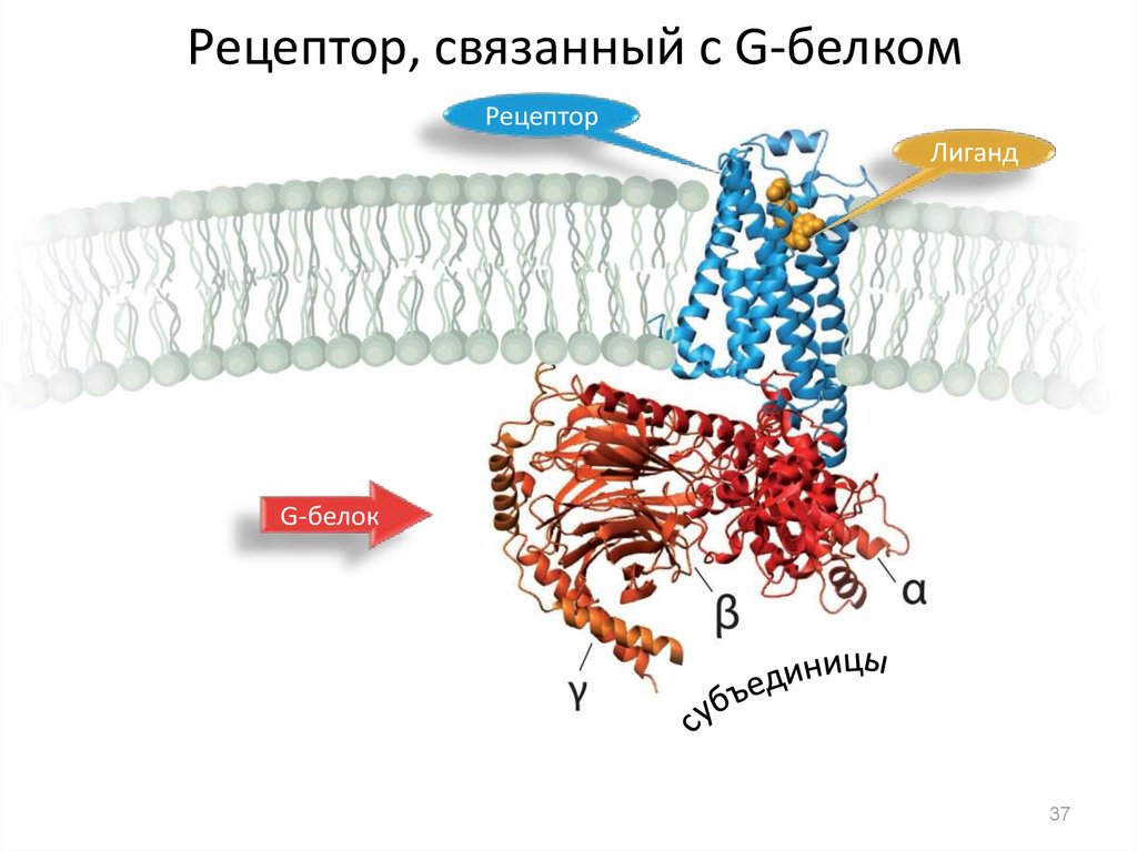 Рецептор, связанный с G-белком