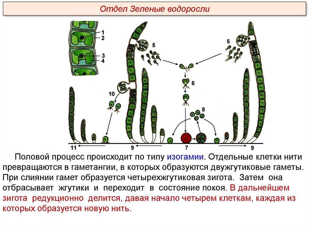 Тип питания низших растений. Жизненный цикл водорослей улотрикс. Цикл растения водоросли улотрикс. Нитчатая водоросль улотрикс. Улотрикс цикл размножения.