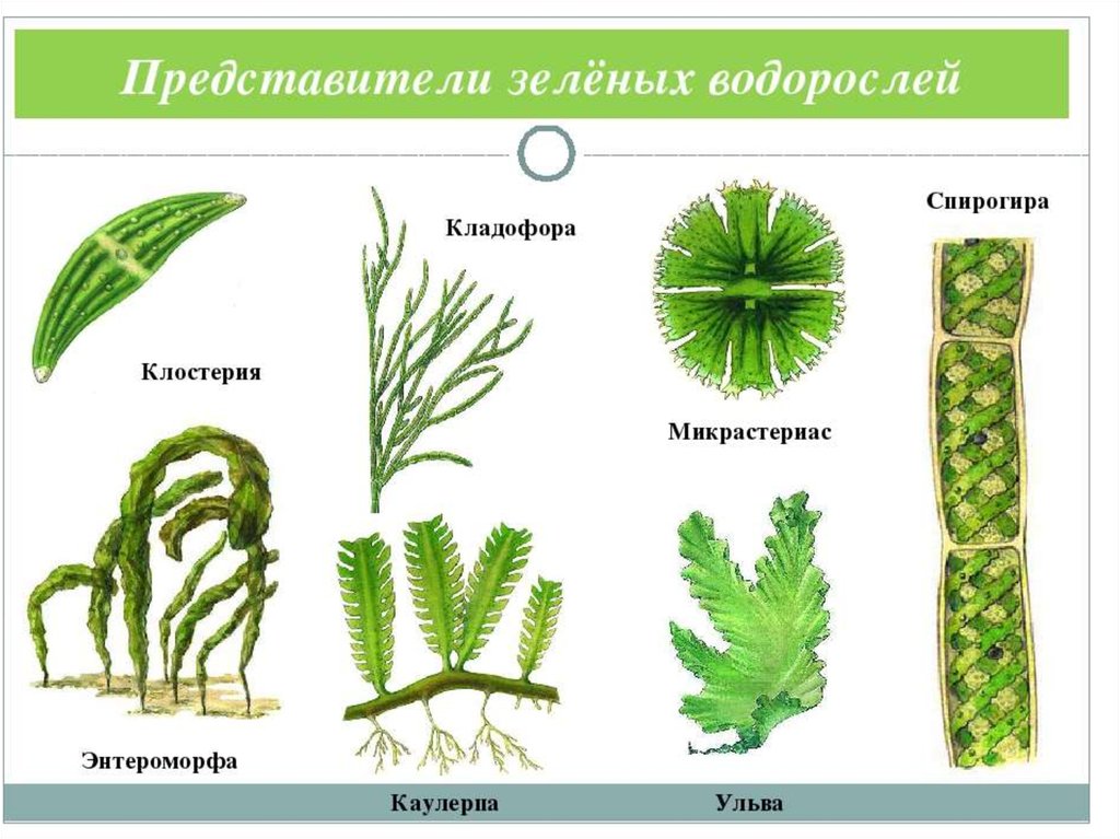 Зеленые растения примеры