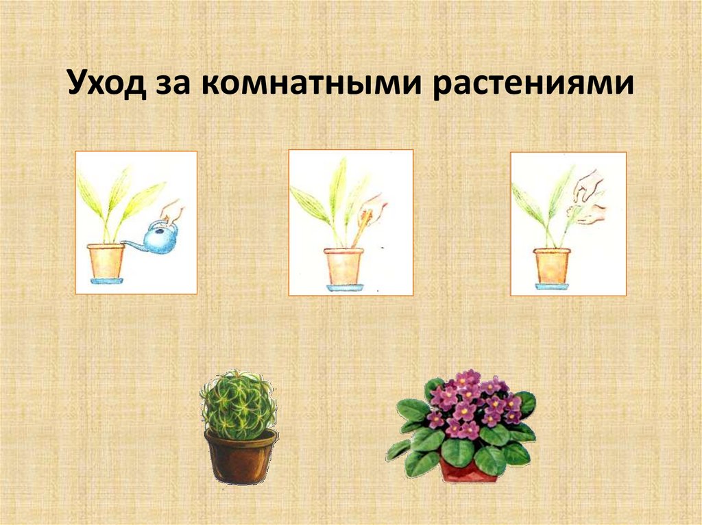 Комнатные Растения Фото И Уход