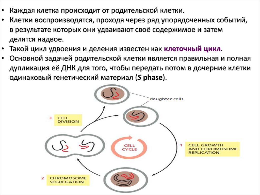 Делятся ли клетки